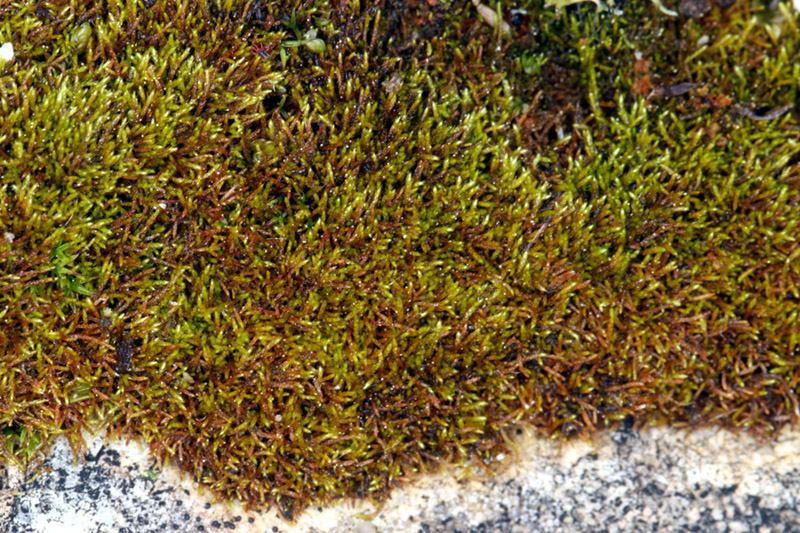 Pseudoleskeella rupestris